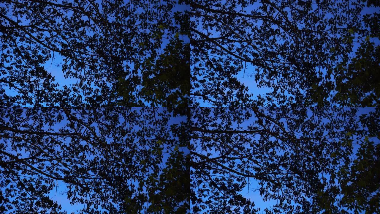 树木和树叶的轮廓与蓝天对比黄昏放松气氛