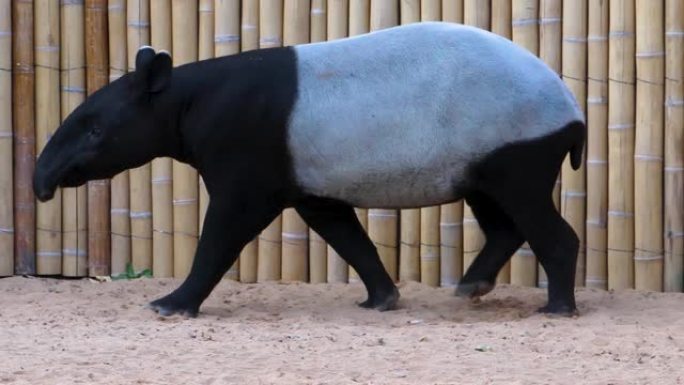 tapir的特写