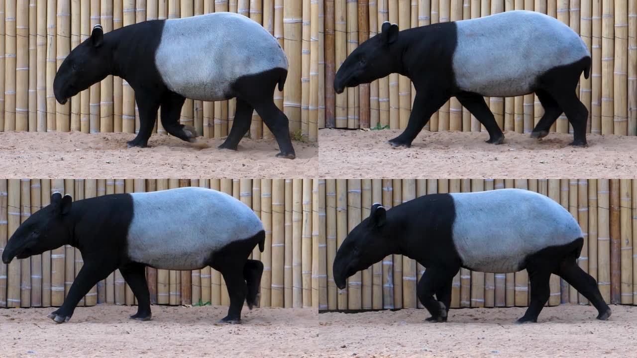 tapir的特写