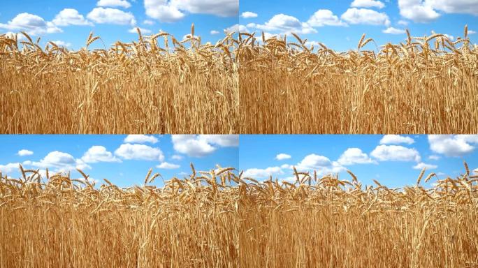 阳光明媚的夏日，成熟的金色有机麦秆田在蓝天下的风景。