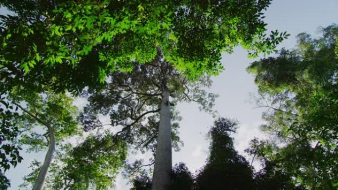 柬埔寨暹粒吴哥塔普伦寺的一棵树慢动作60 fps万向节拍摄晨光