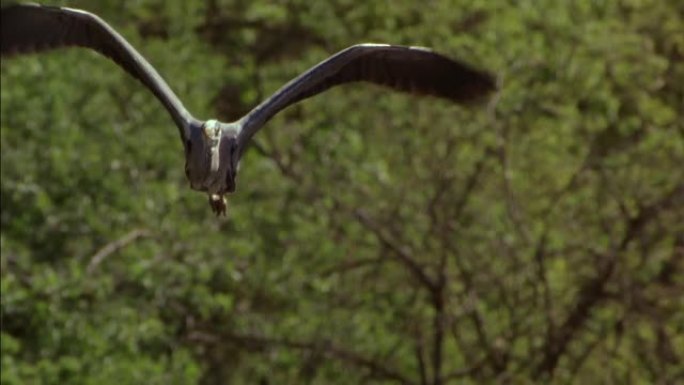 飞行期间的灰鹭 (Ardea cinerea)。它是一种长腿，长颈的鸟，上面是灰色，下面是白色，有黑
