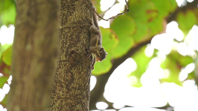 树林里的小松鼠觅食吃东西