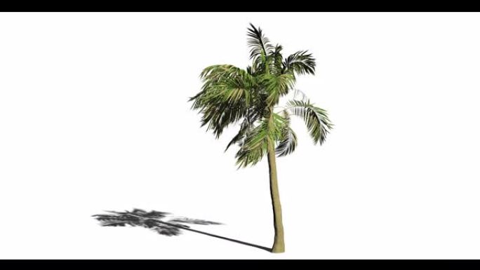 3D动画剪辑棕榈树叶片吹风与风暴包括用于删除白色背景的alpha路径。