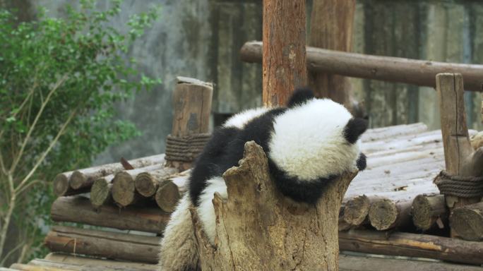 两只大熊猫幼崽玩耍打闹争抢
