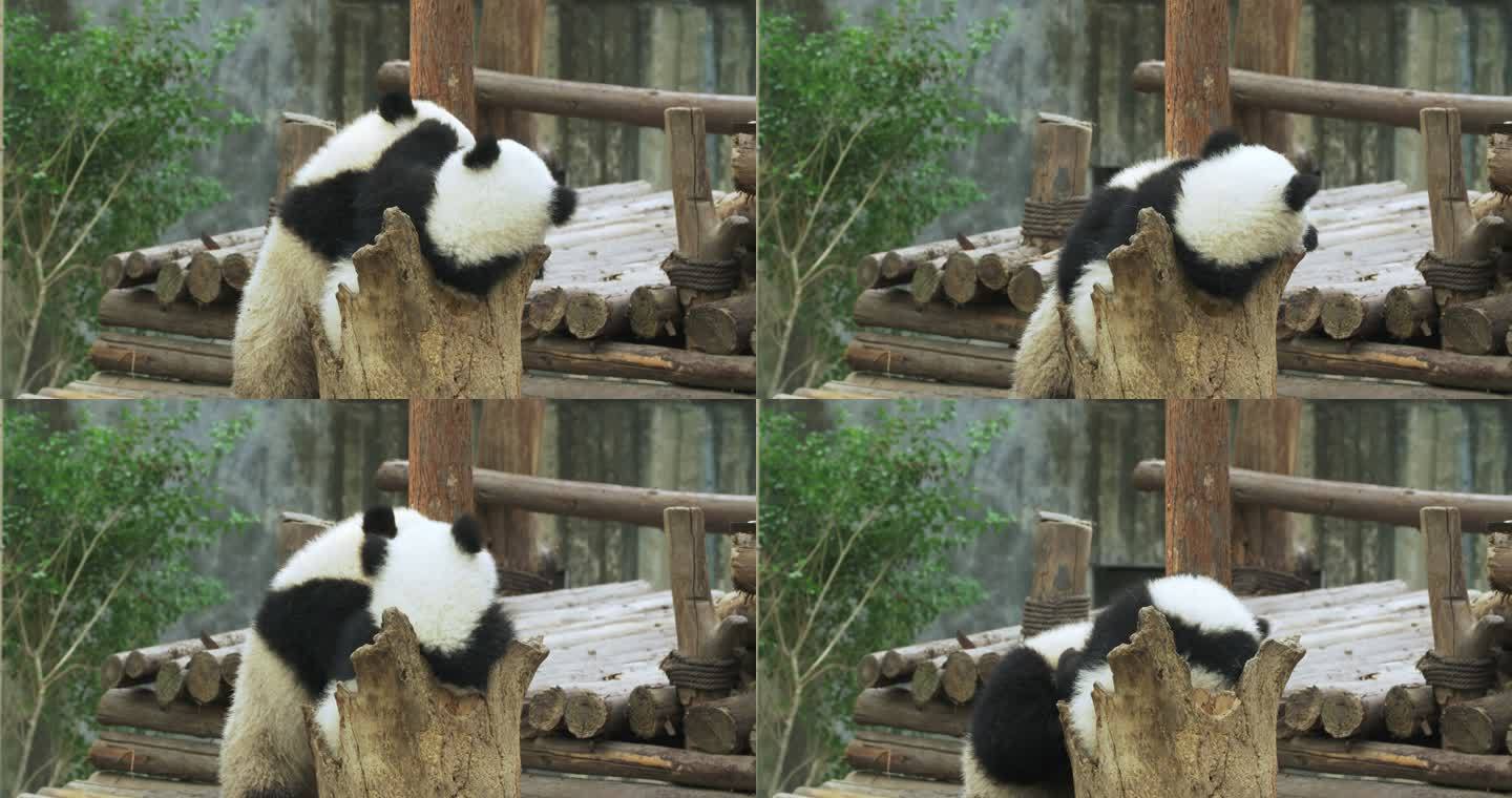 两只大熊猫幼崽玩耍打闹争抢
