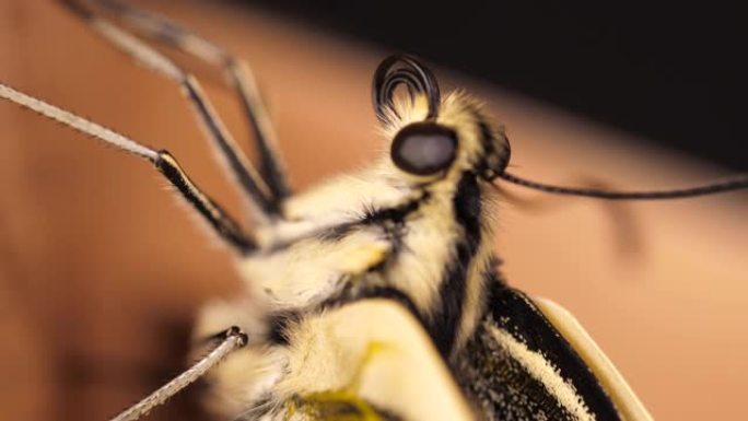 凤蝶 (Papilio machaon)，旧世界的燕尾蝶把舌头拿出来