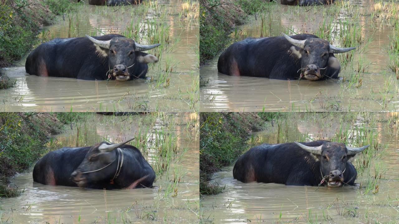亚洲柬埔寨暹粒附近湄公河水域的野生水牛