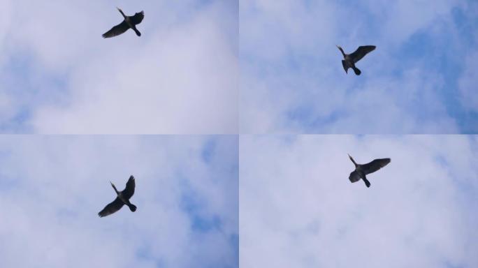 慢动作。鸟雁编队飞翔，蓝天。迁徙的大鸬鹚鸟类编队飞行。