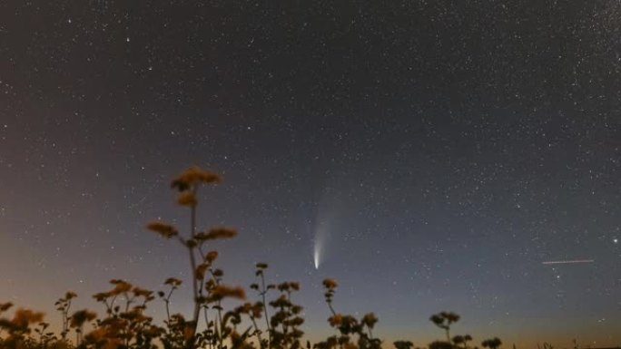 白俄罗斯。2020年7月18日。彗星Neowise C/2020 F3在开花荞麦农田上方的夜星天空。