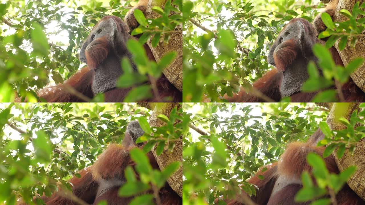 树上的雄性猩猩