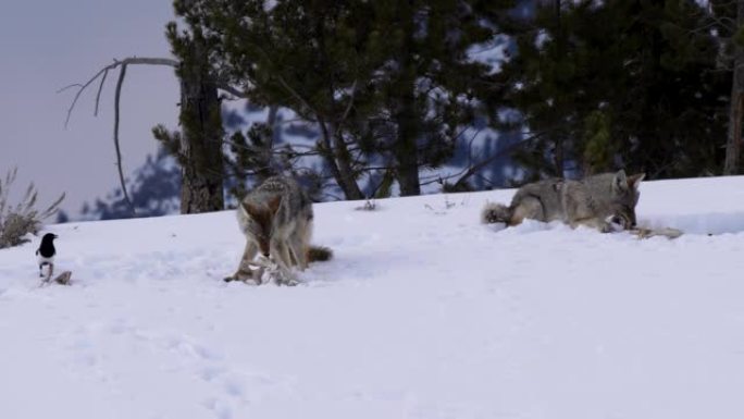 在黄石公园，温特射杀了两只正在啃骨头的土狼