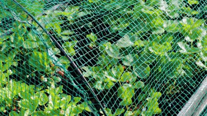 塑料盆中的绿色草莓灌木丛的特写视图。草莓生长在托盘项圈上，覆盖着防鸟网。