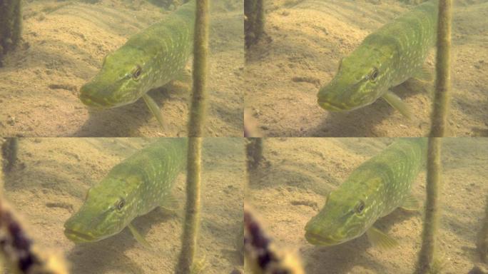 大自然栖息地野生梭鱼的冒险图片。派克停在湖底并张开嘴的静止镜头。