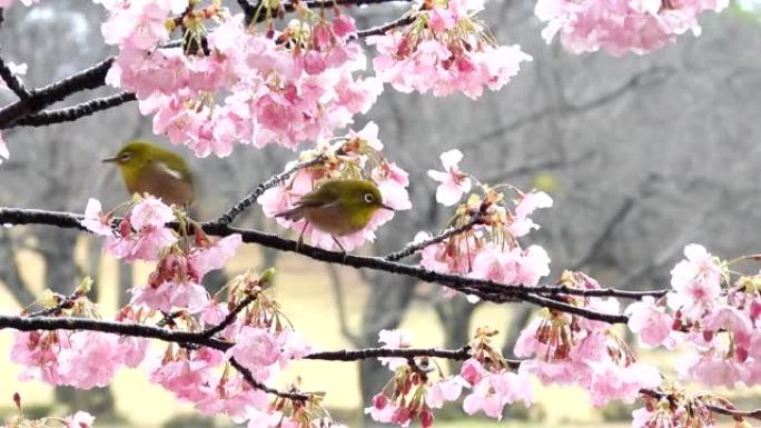 一只可爱的日本白眼，在树枝后面吸花蜜