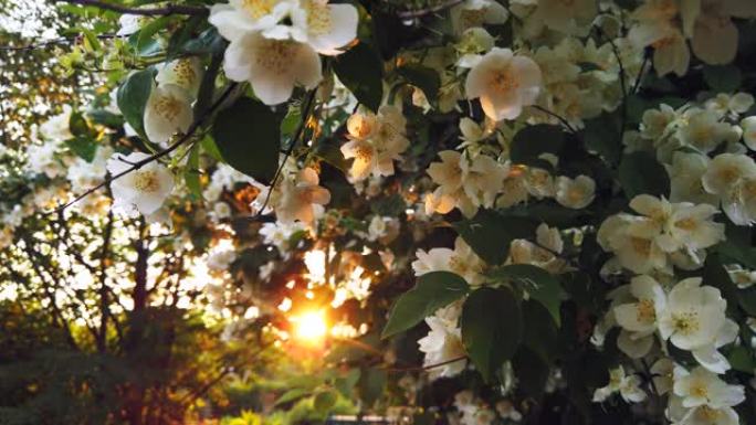 盛开白花的茉莉花树