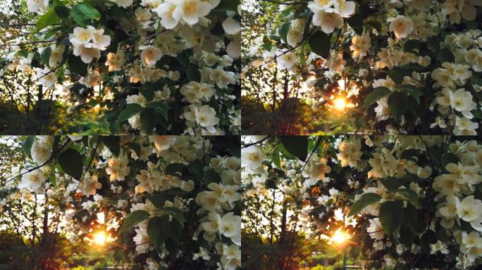 盛开白花的茉莉花树