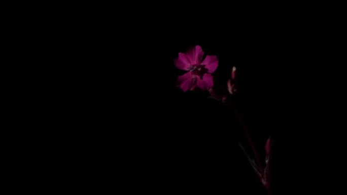 五瓣的红色花朵的花蕾在夜晚从风中飘动。