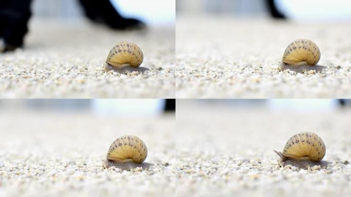蜗牛躲在壳里，因为狗在周围嗅他