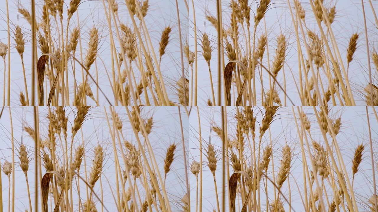 农业领域种植的小麦金穗