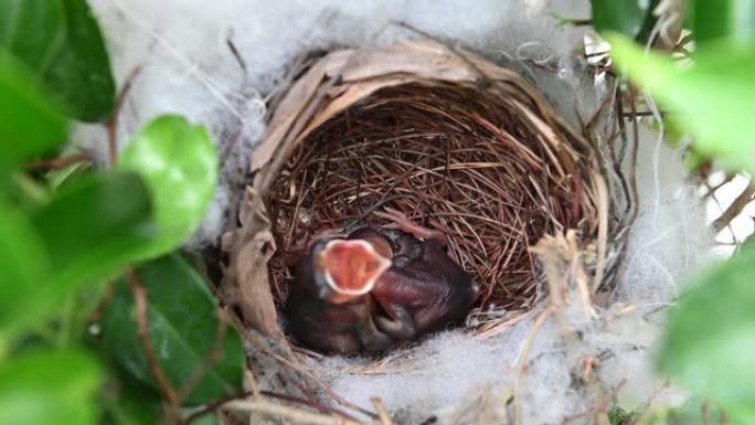 1天大的幼鸟在黄色通风的bulbul (Pycnonotus goiavier) 或东部黄色通风的巢