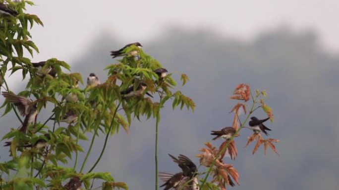 在柔和的晨光下，一大群树燕子栖息在树枝的边缘并飞翔
