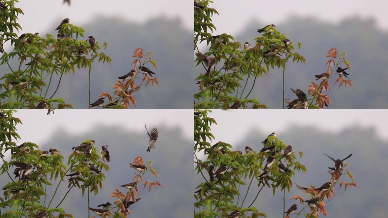 在柔和的晨光下，一大群树燕子栖息在树枝的边缘并飞翔