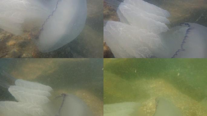 海中水下的水母。水母的种。
