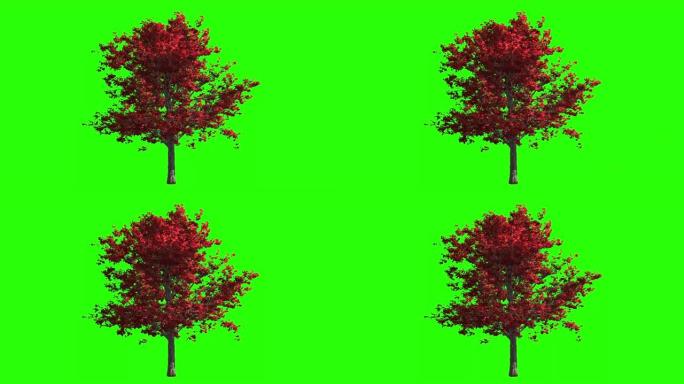 3d渲染风中的秋天枫树。隔离在绿色屏幕上进行键控