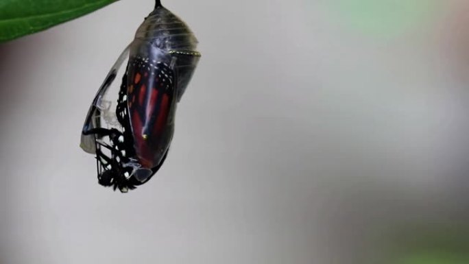 从蝶蛹中新出现的帝王蝶来回干翅膀
