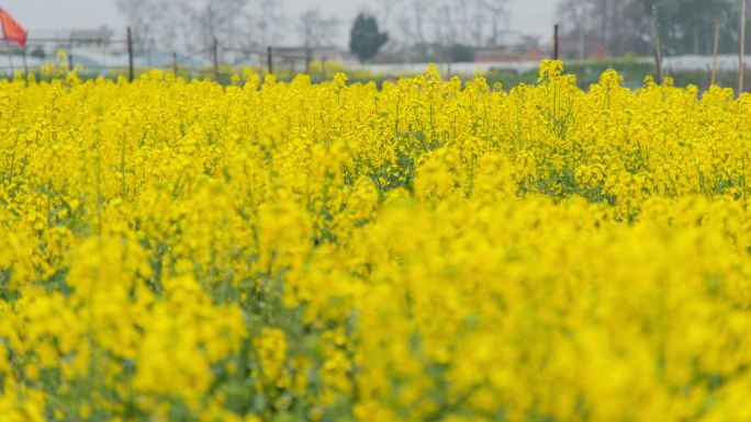 油菜花实拍镜头