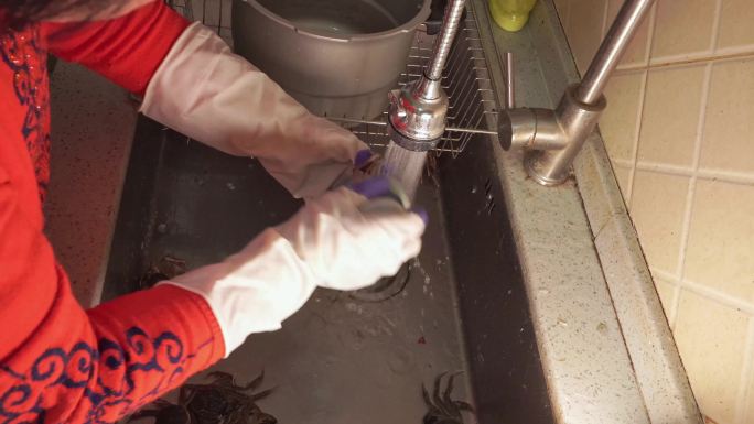 戴手套刷洗大闸蟹清洗螃蟹 (2)