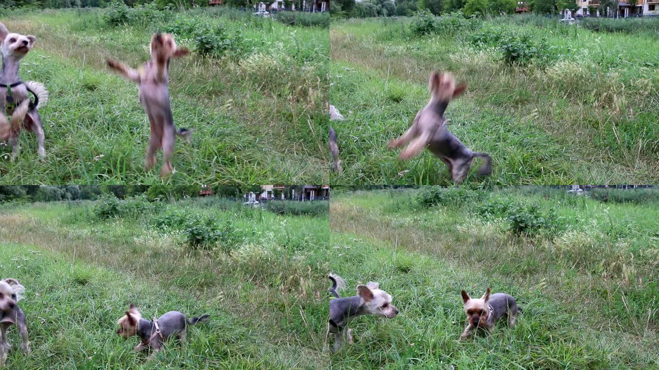 可爱的有趣的约克夏梗和它的女儿混血莫基在草地上跳来跳去抓食物