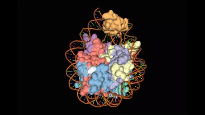 染色体的晶体结构，动态3D组合表面-卡通模型，黑色背景