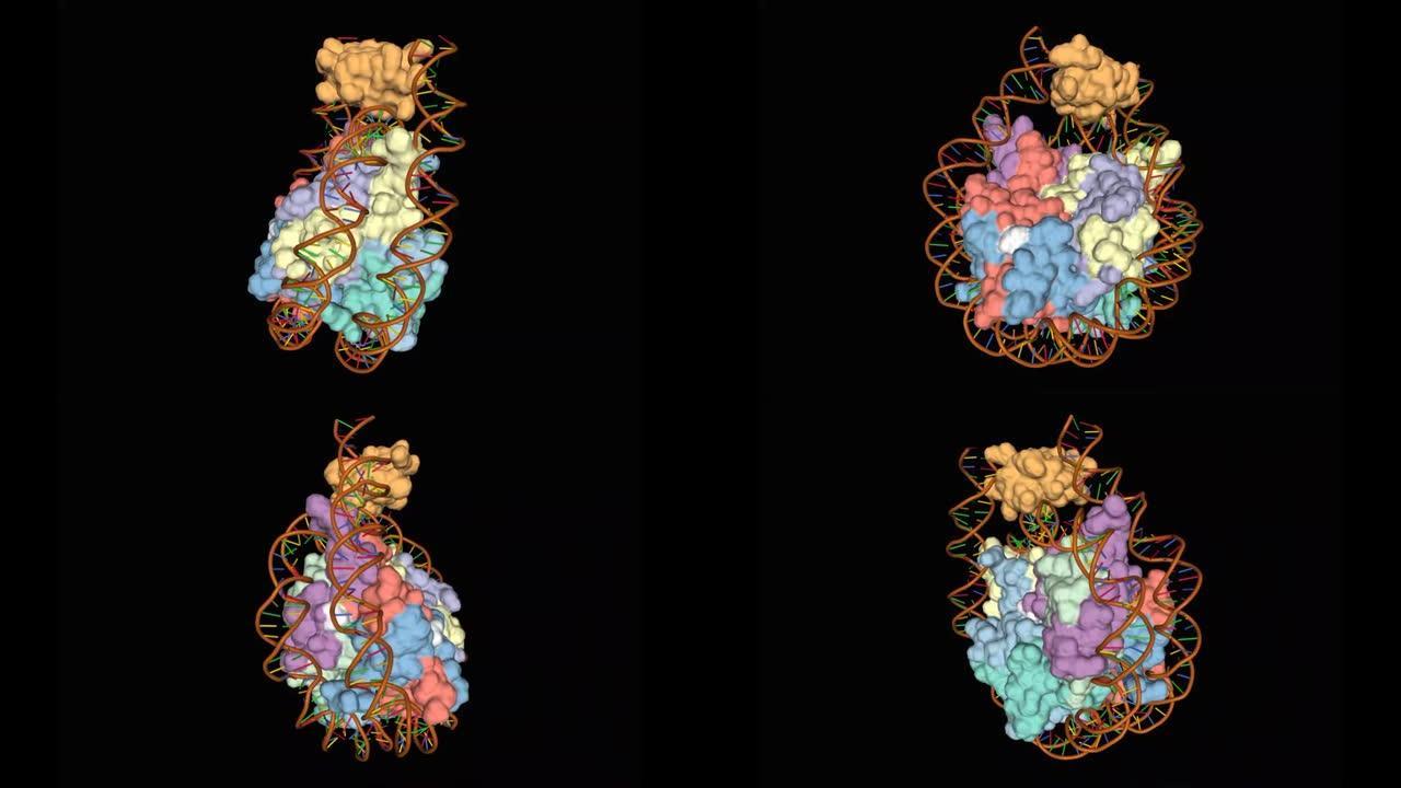 染色体的晶体结构，动态3D组合表面-卡通模型，黑色背景