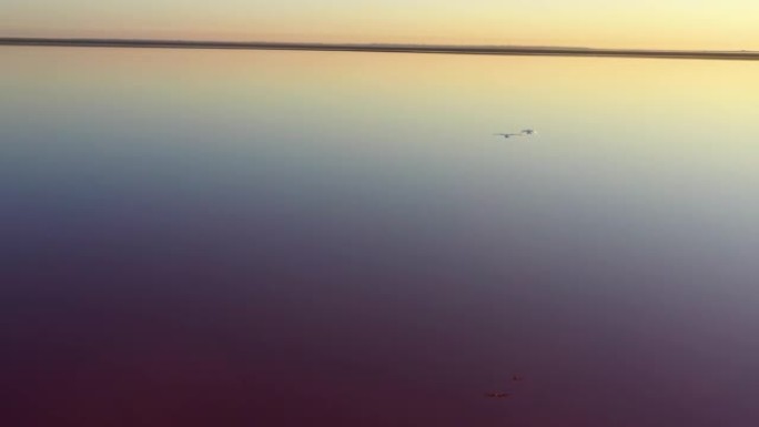 野雁飞过粉红的湖面