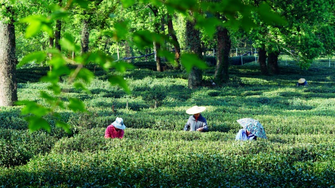 春天茶园采茶叶