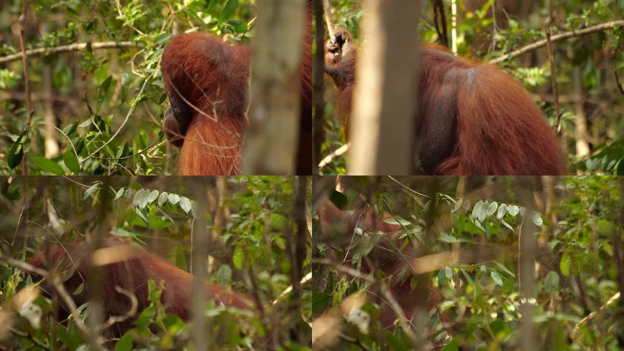 大型雄性猩猩在森林中行走
