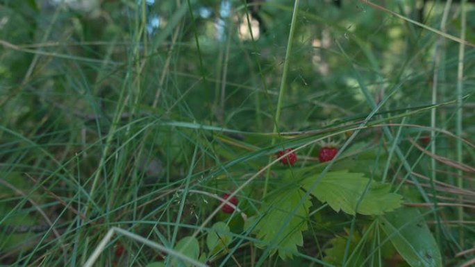 野草莓。夏天在森林里生长的野草莓。
