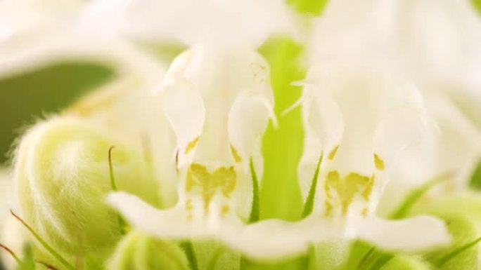 仔细观察白色死荨麻植物的白色花瓣