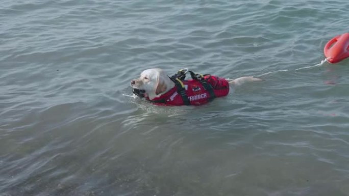 狗在海上训练时游泳非常快。在意大利海滩上工作的救援犬