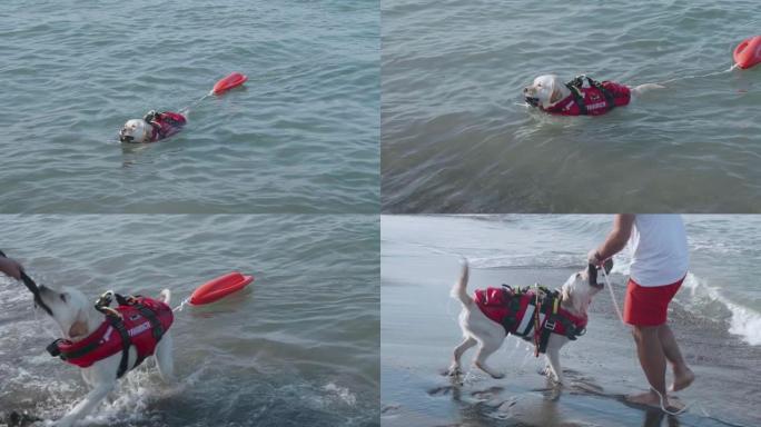狗在海上训练时游泳非常快。在意大利海滩上工作的救援犬