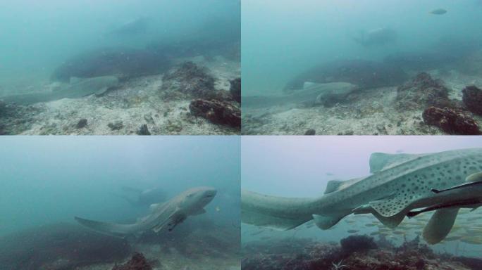 豹纹鲨斑马鲨在水下珊瑚礁上游泳