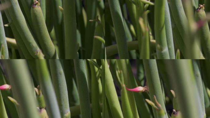 滑块运动显示拖鞋植物花蕾