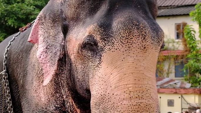 印度神庙大象挥舞着耳朵