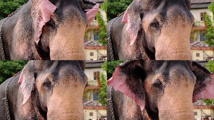 印度神庙大象挥舞着耳朵