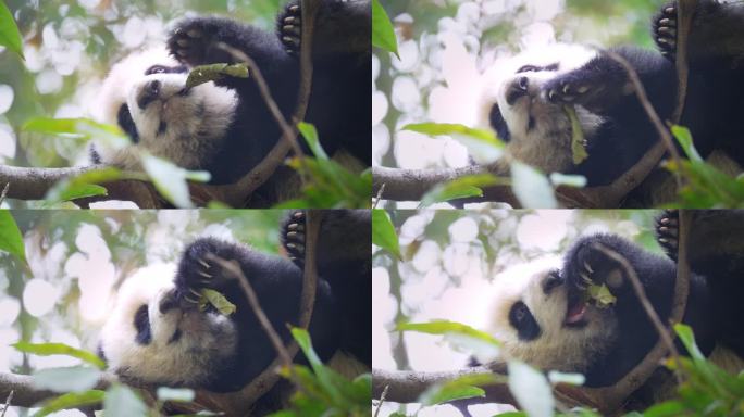 熊猫幼崽树枝玩耍特写