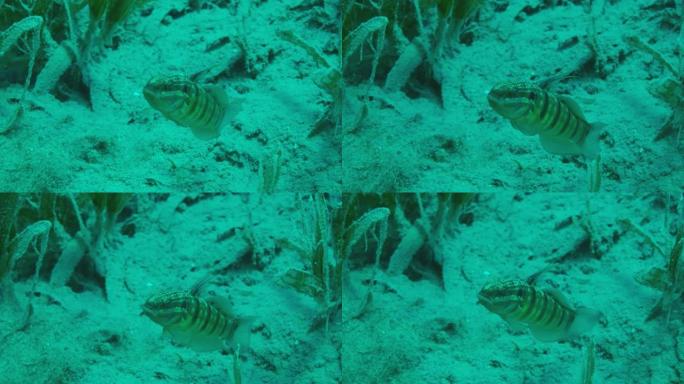 白虾虎鱼 (Amblygobius albimaculatus) 保护在海草之间的沙子中建造的巢，4