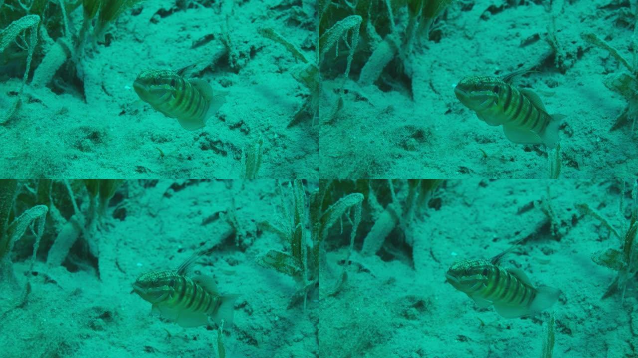 白虾虎鱼 (Amblygobius albimaculatus) 保护在海草之间的沙子中建造的巢，4