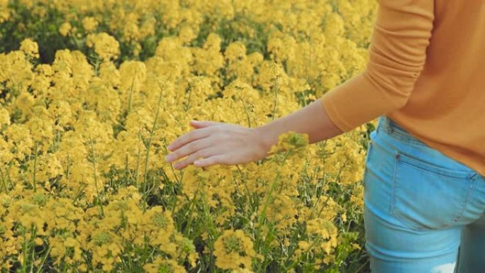 黄色开花场。女性手手指触摸抚摸油菜花